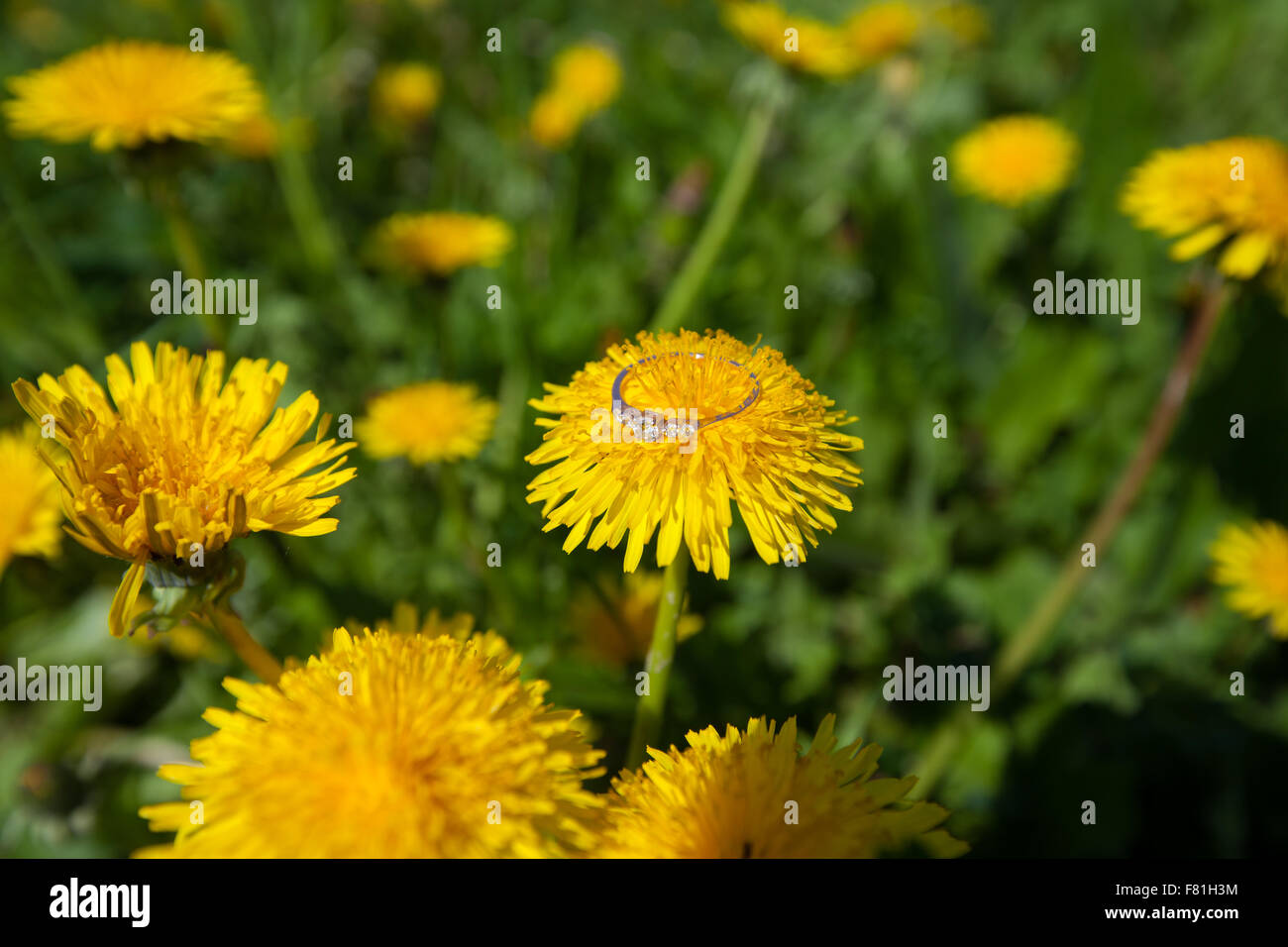 Gold Trauringe auf einem Löwenzahn Stockfoto