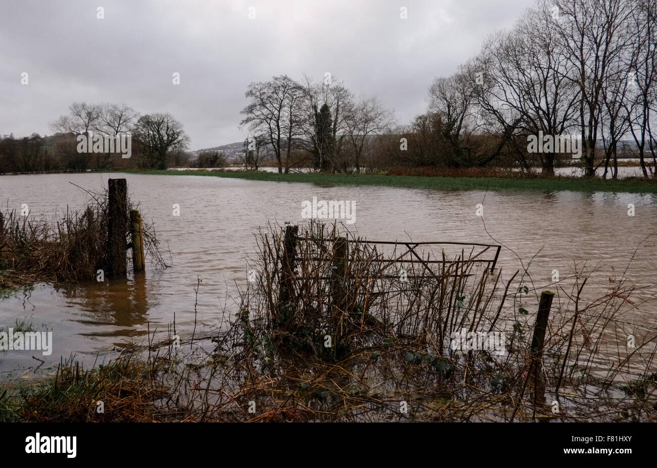 Süd-Wales, UK. 4. Dezember 2015. Längeren Regen fällt an gesättigten Land verlassen hat, tief liegende landwirtschaftliche Flächen überflutet. Der Fluss Towy platzt seine Ufer überschwemmen umliegende Farmland in der Nähe von Carmarthen, South Wales, UK. Von B4300 betrachtet. Bildnachweis: Algis Motuza/Alamy Live-Nachrichten Stockfoto