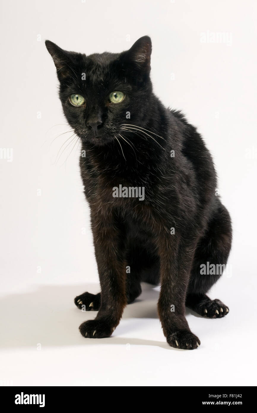 Sehr alte schwarze Katze mit weißem Hintergrund. Arthrose, degenerative Arthrose. Stockfoto