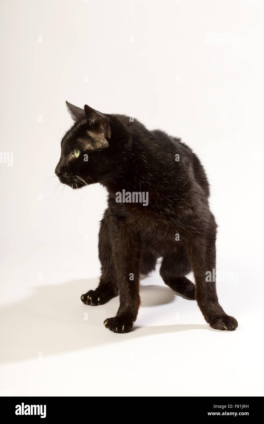 Sehr alte schwarze Katze mit weißem Hintergrund. Arthrose, degenerative Arthrose. Stockfoto