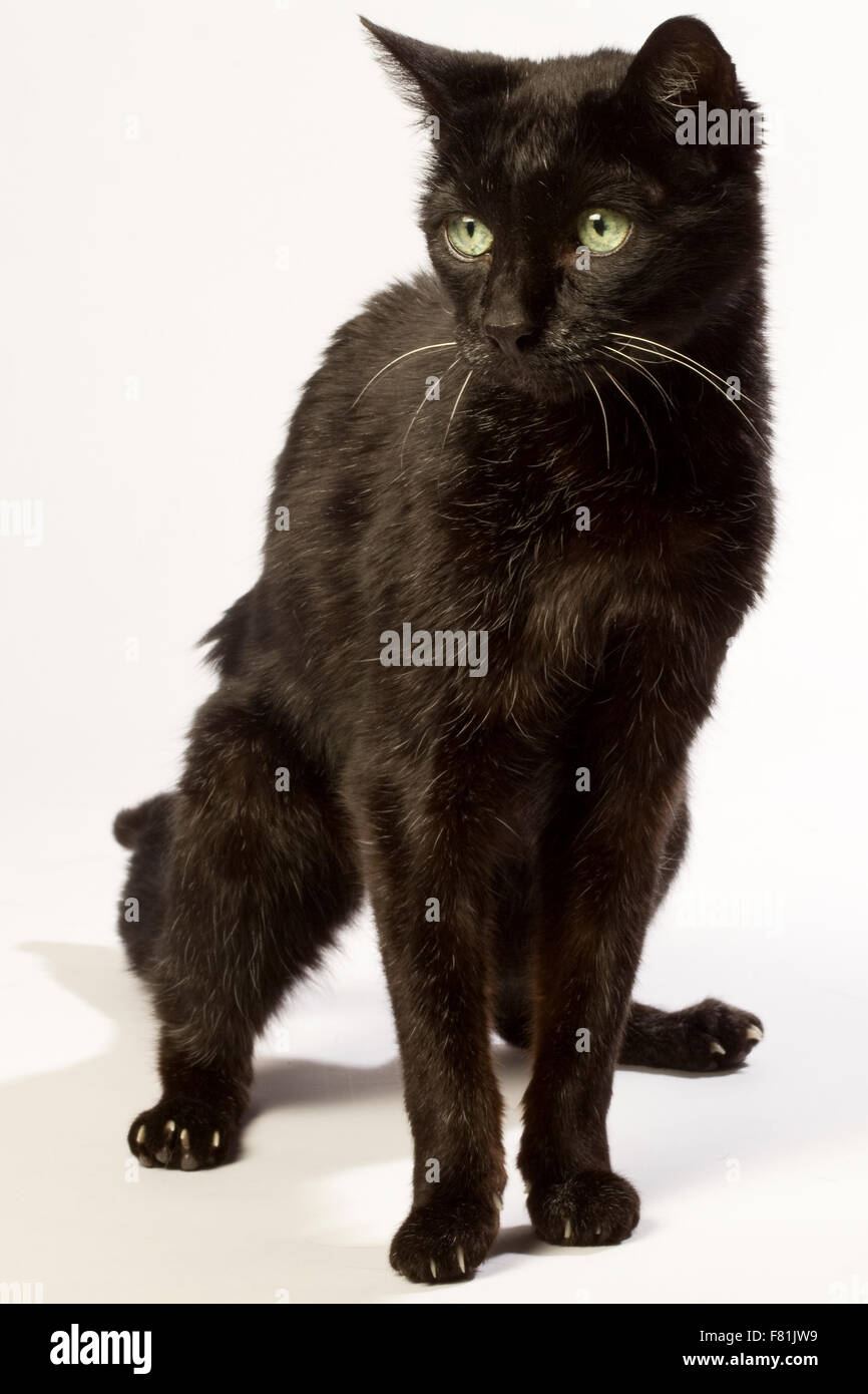 Sehr alte schwarze Katze mit weißem Hintergrund. Arthrose, degenerative Arthrose. Stockfoto