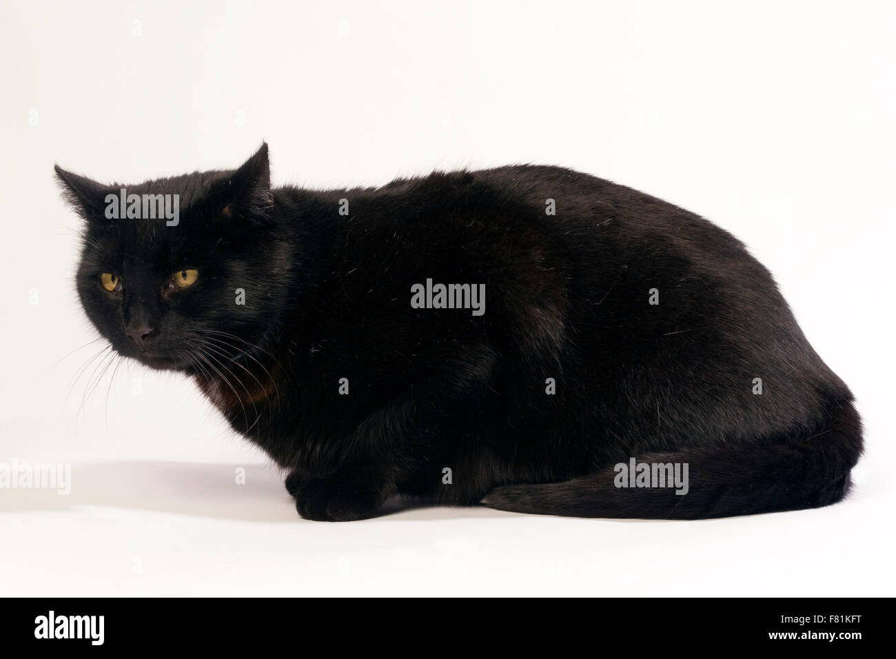 Schwarze Katze in verschiedenen Positionen. Stockfoto