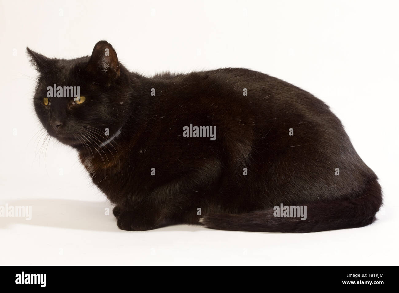 Schwarze Katze in verschiedenen Positionen. Stockfoto