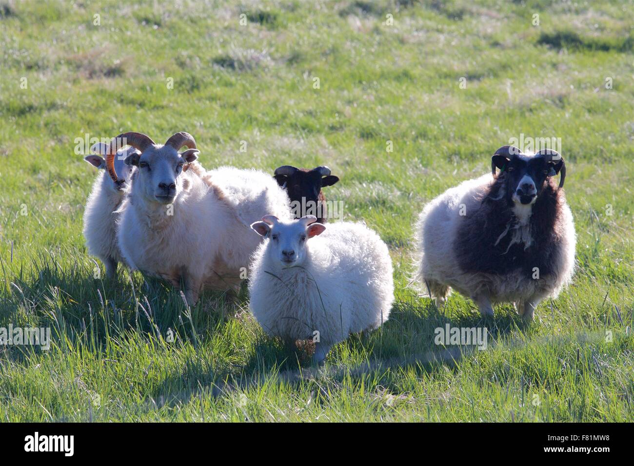 Isländische Schafe in der Landschaft von Nord-Island. Stockfoto