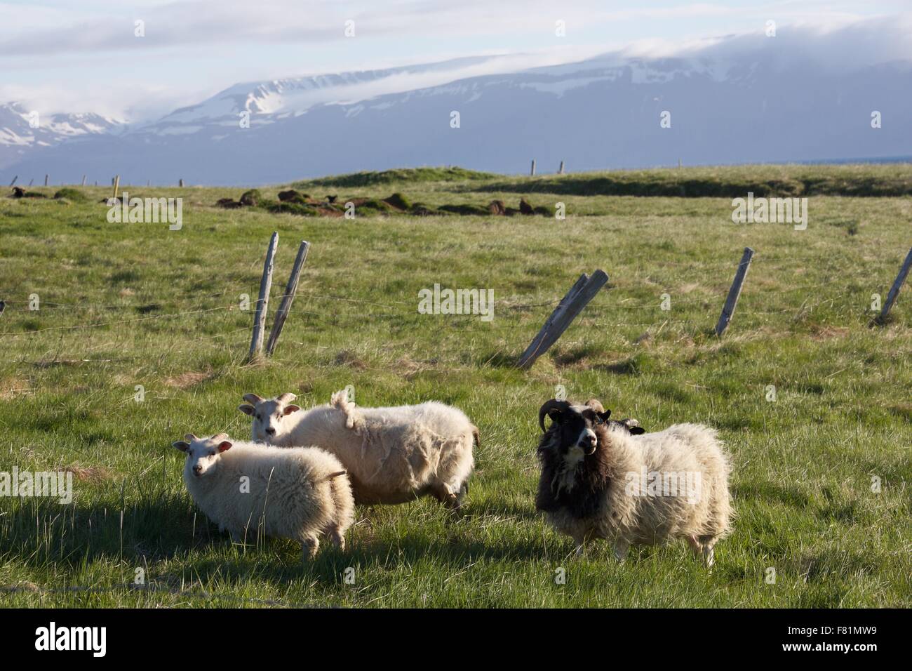 Isländische Schafe in der Landschaft von Nord-Island. Stockfoto