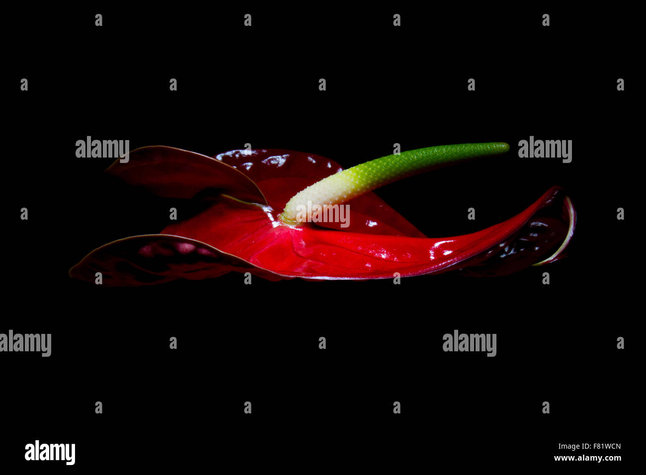 Roten Anthurien Blumen- und schwarzem Hintergrund Stockfoto