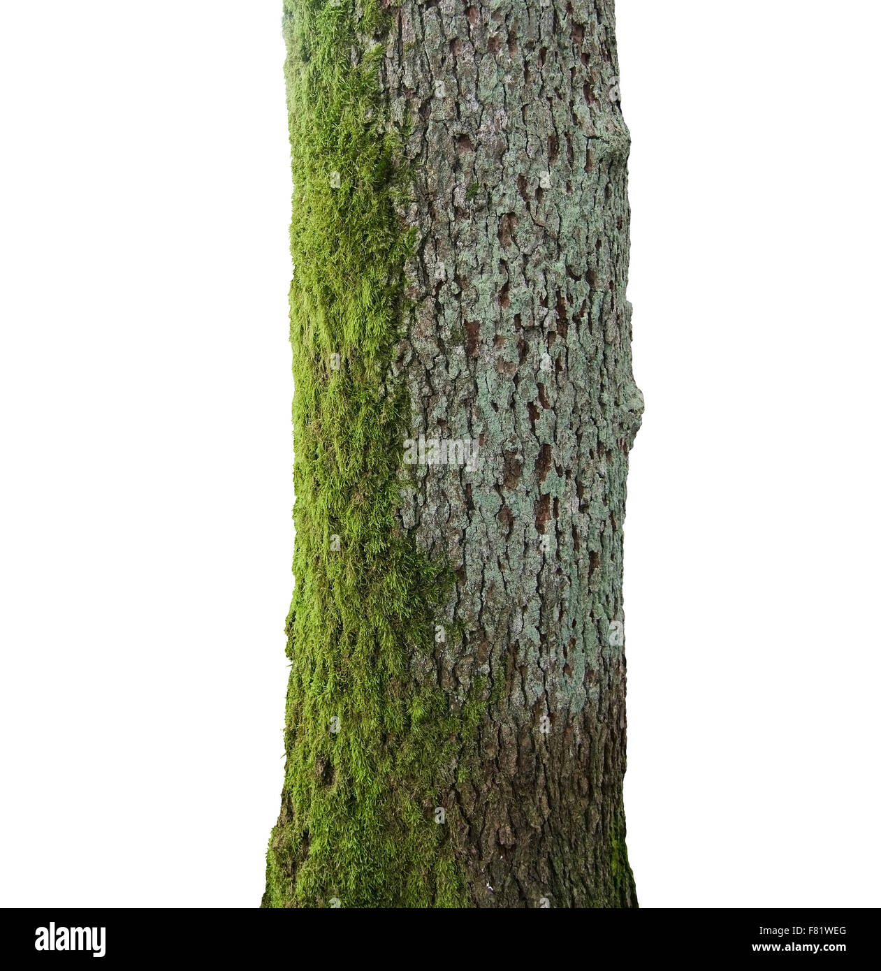 Baum mit grünem Moos Stamm isoliert auf weiss. Stockfoto