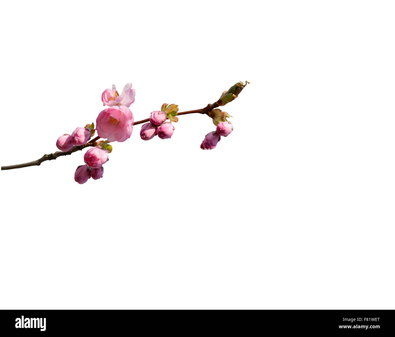 Zweige mit rosa Kirschblüten isoliert auf weiss. Stockfoto