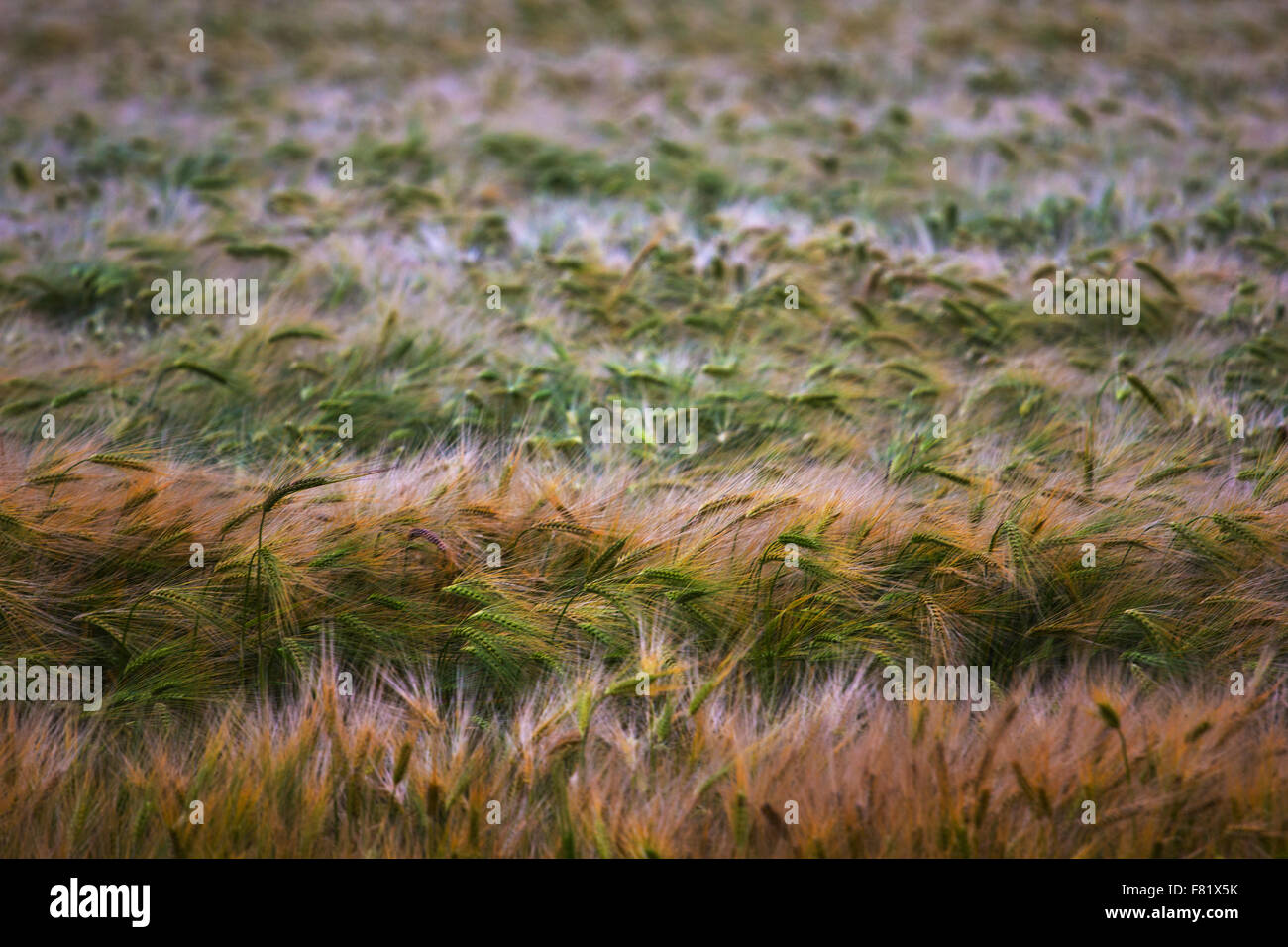 Getreide im wind Stockfoto