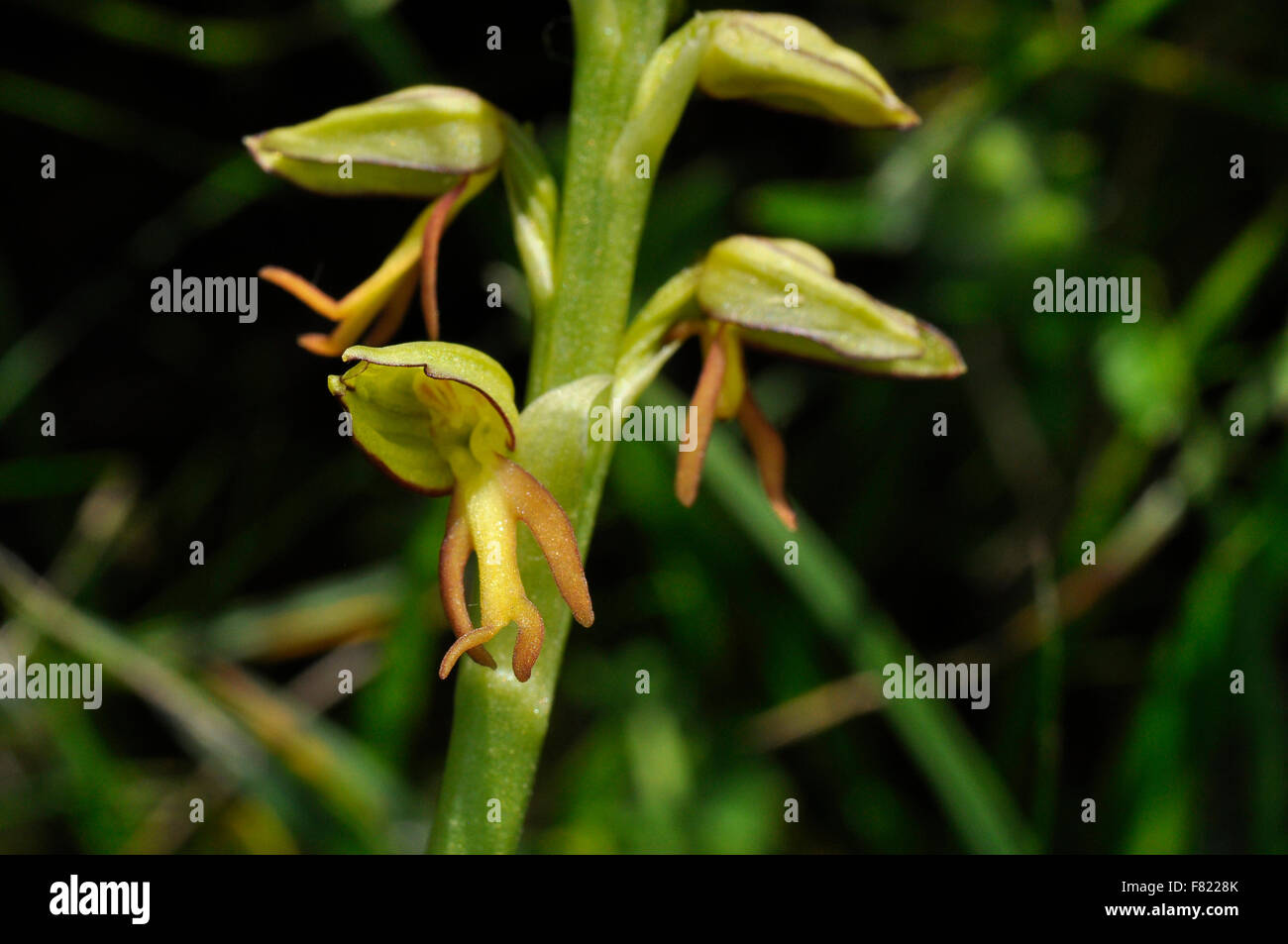 Mann Orchidee Orchis Anthropophora, Nahaufnahme, gefährdet, Blüten gelbgrün, Wiltshire, UK Stockfoto
