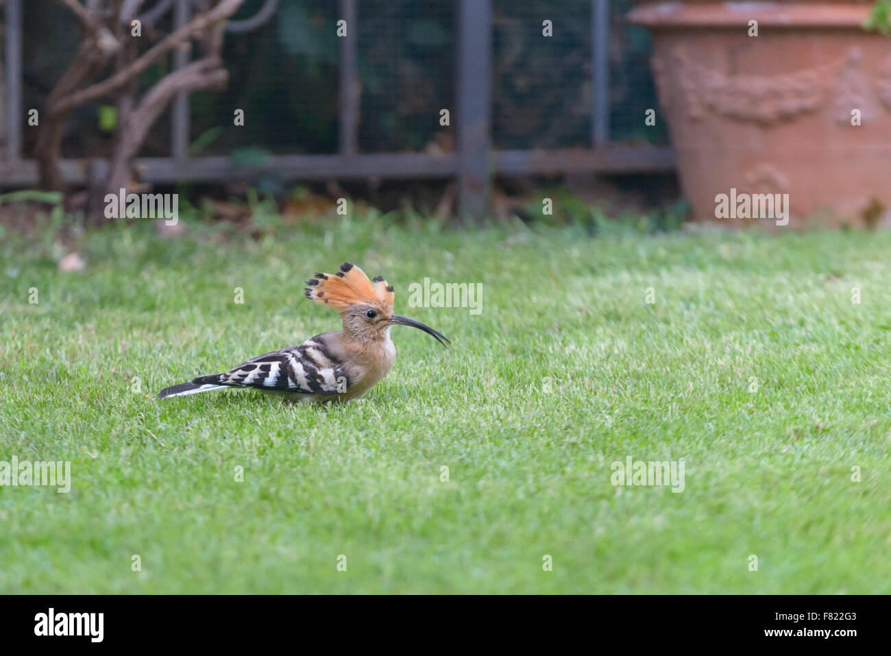 Wiedehopf im gras Fotos und Bildmaterial in hoher Auflösung Alamy