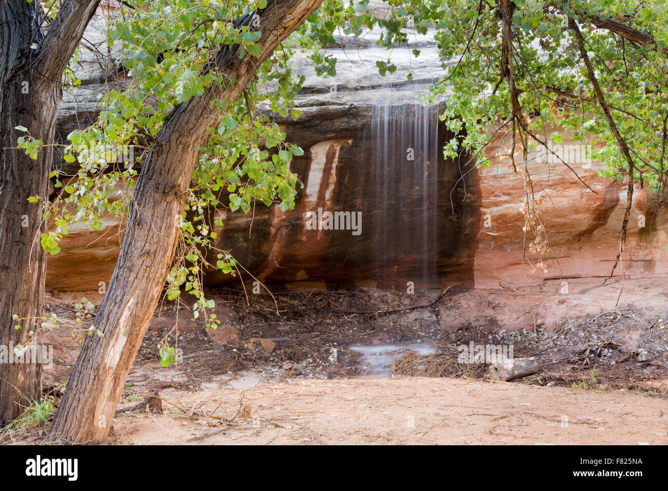 Wasserfall hinter einem Fremont Cottonwood Baum Hain, Capitol Reef National Park, Utah gießen Stockfoto