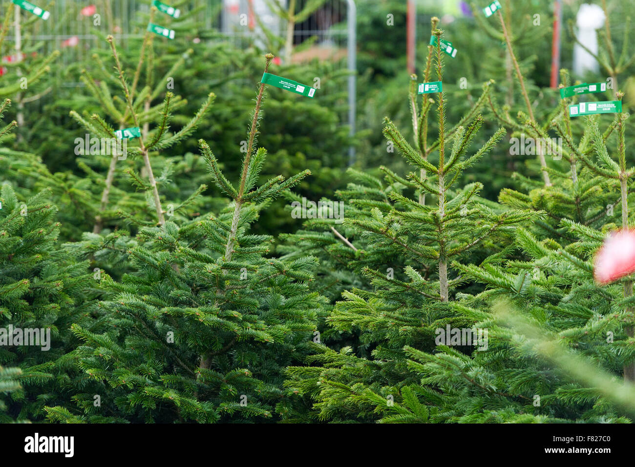 Weihnachtsbäume zum Verkauf in UK-Garten-Center Stockfoto