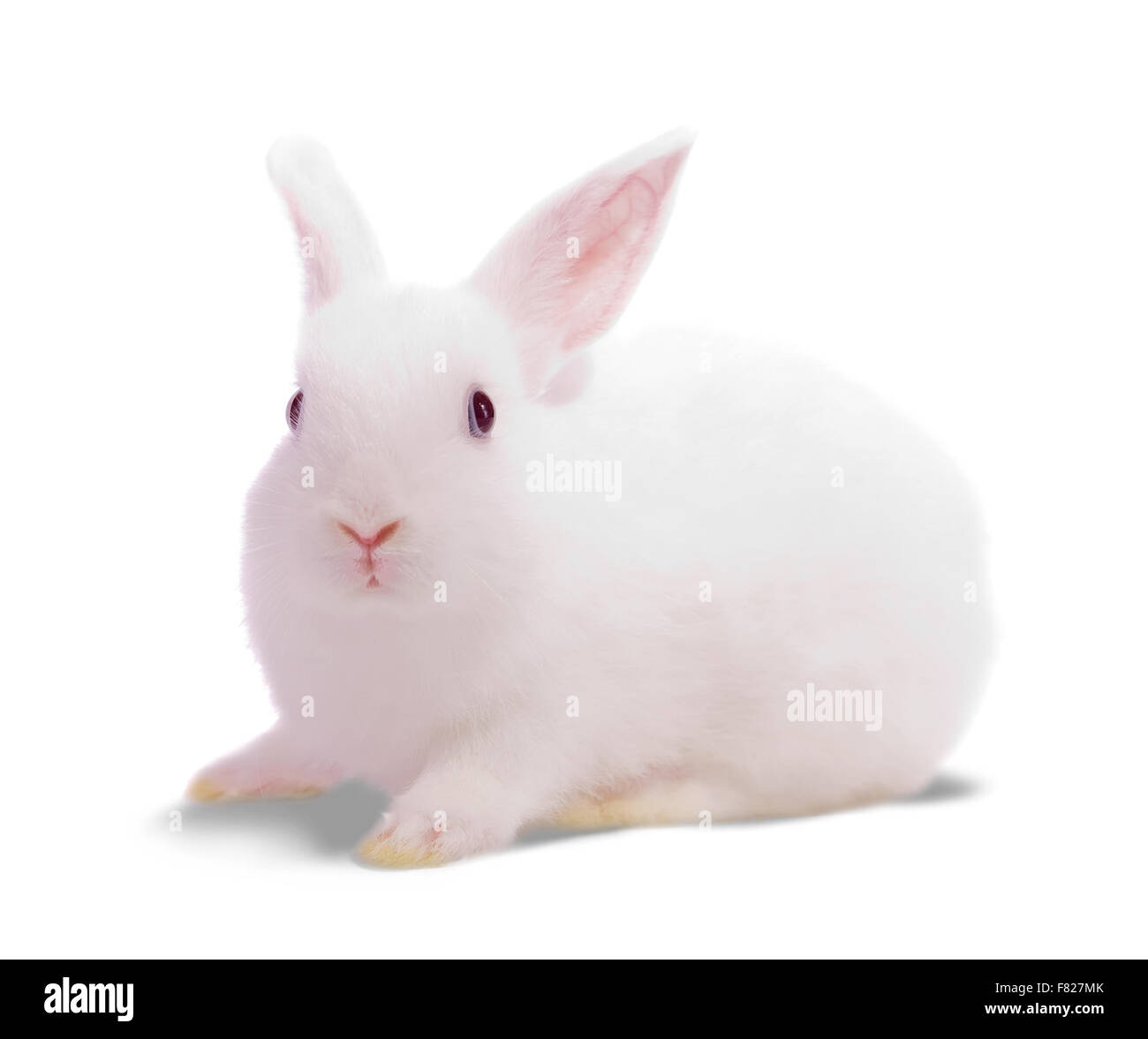 Kleine weiße Kaninchen. Isoliert auf weißem Hintergrund Stockfoto