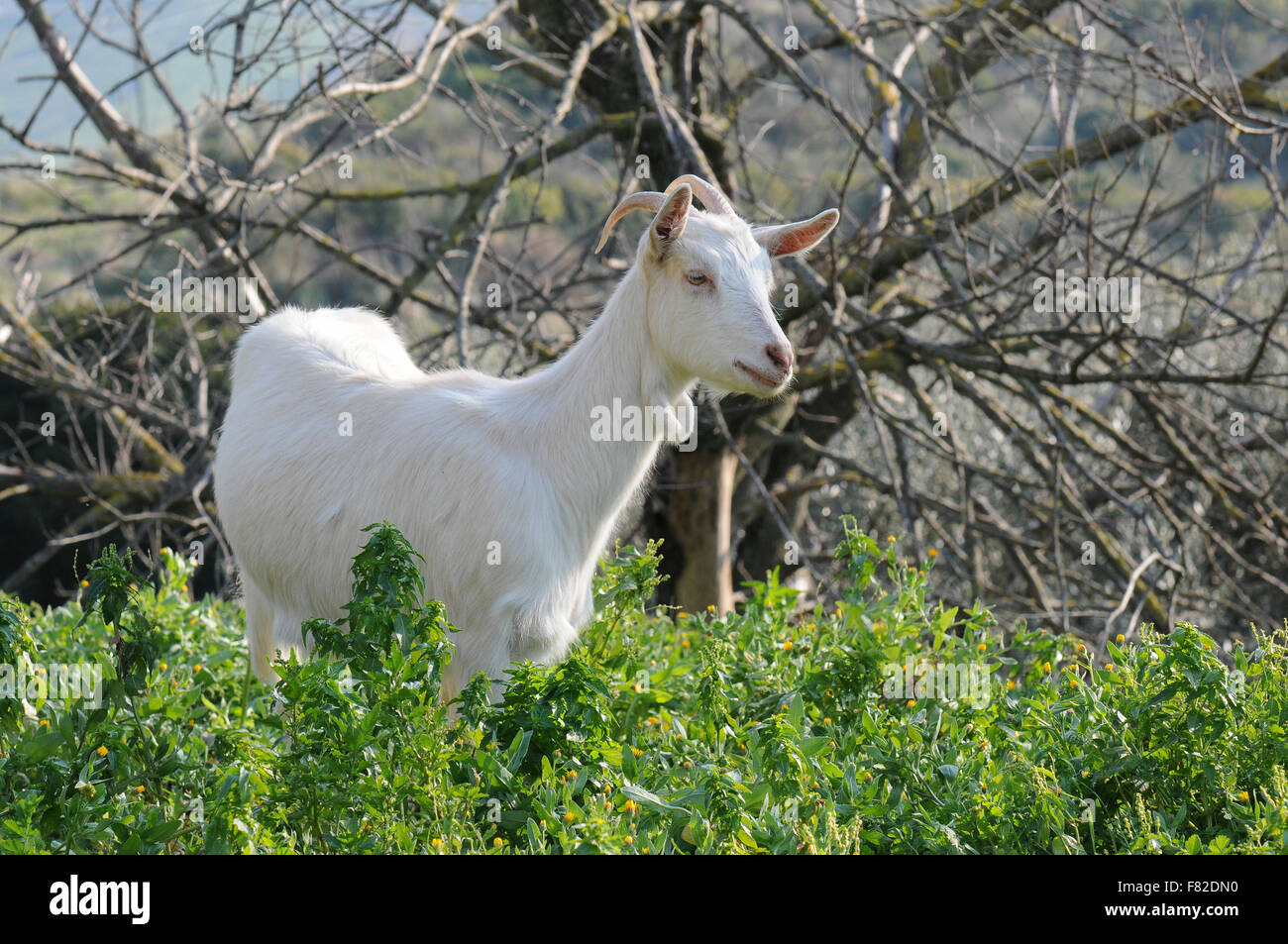 Kindermädchen lebt in den Bergen. Es ist ein bestimmtes Tier, einsam, niedlich, furchtsam. Es mag nicht mehr beobachtet. Stockfoto