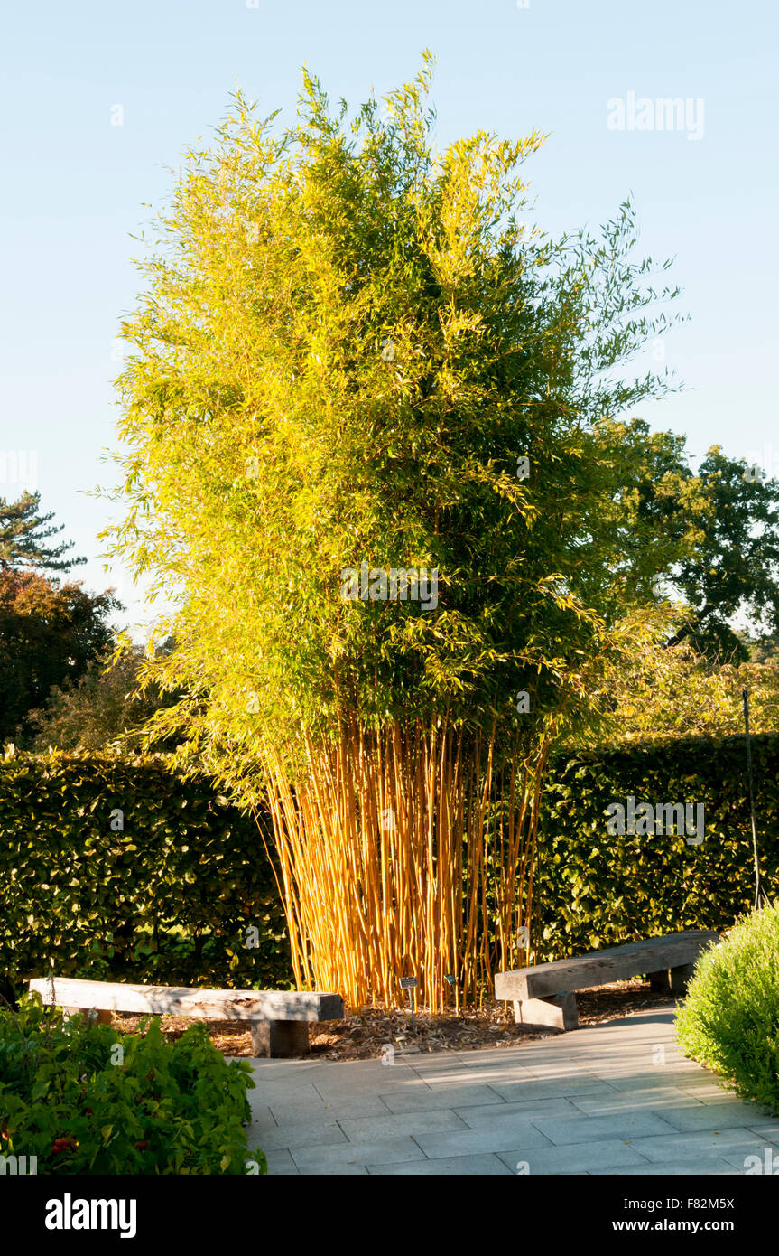 bambus shop 24 24 E. Stecher Mit Teller Bamboo Ø 4X10 Cm Natur Bambus (1 Einheit)