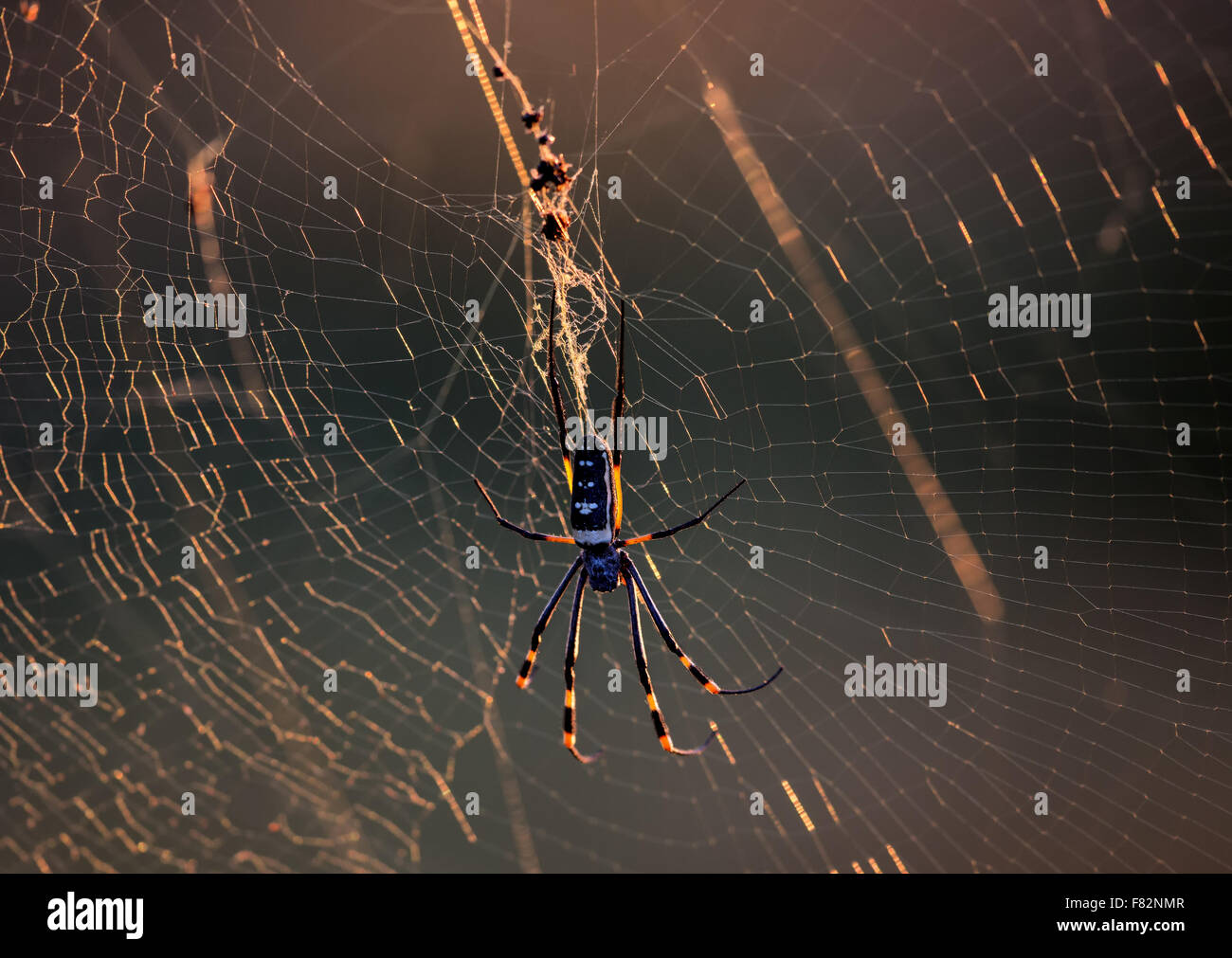 Golden Orb Spinne in ihrem Netz im Krüger Nationalpark Stockfoto