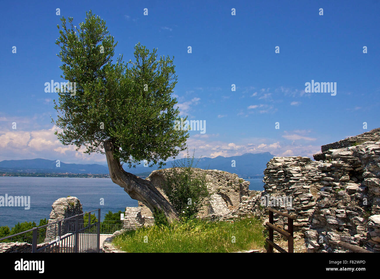 Olivenbaum mit Blick auf den Gardasee Stockfoto