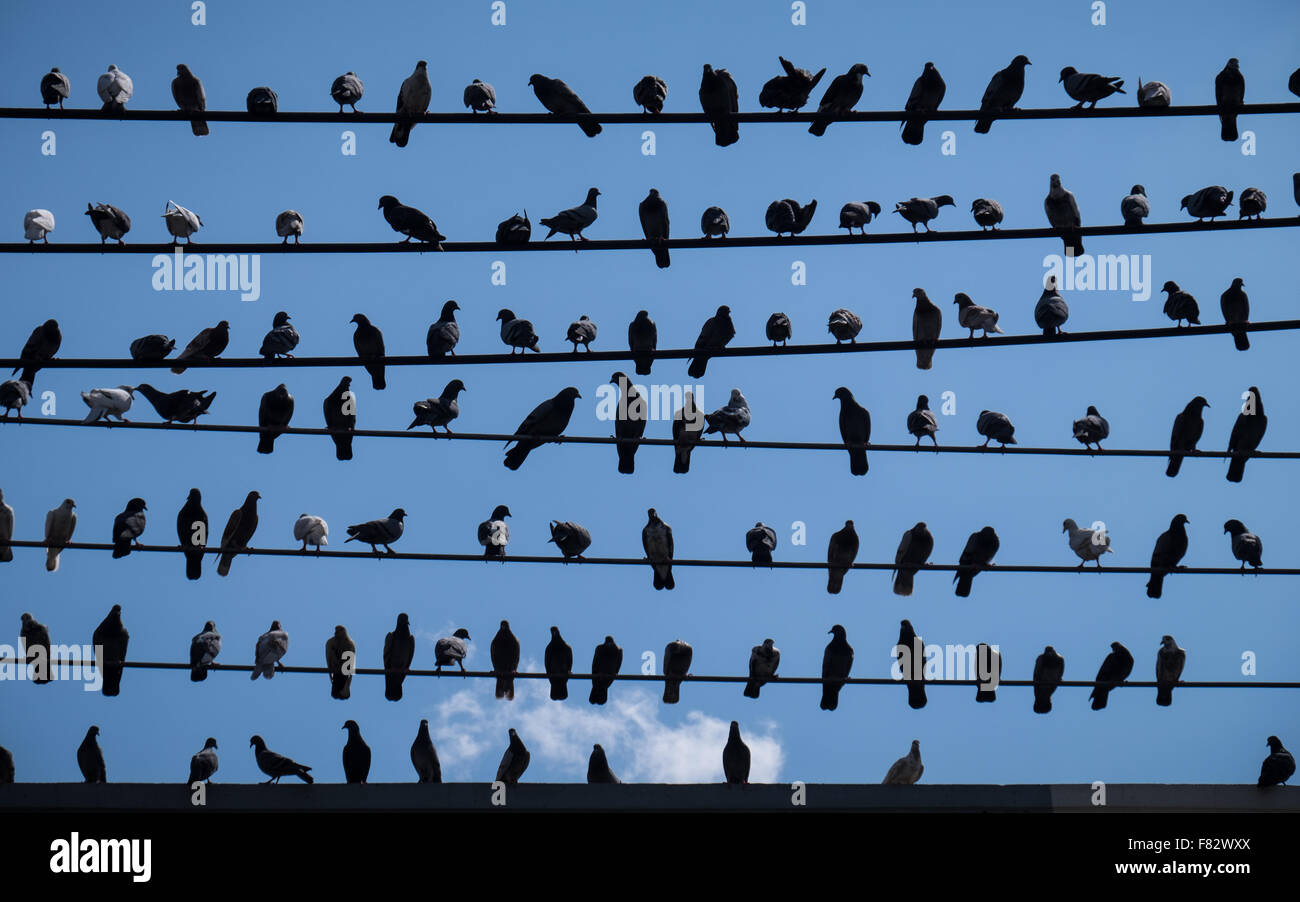 Ein Schwarm Tauben sitzen auf Stromkabeln in Chiang Mai, Thailand Stockfoto