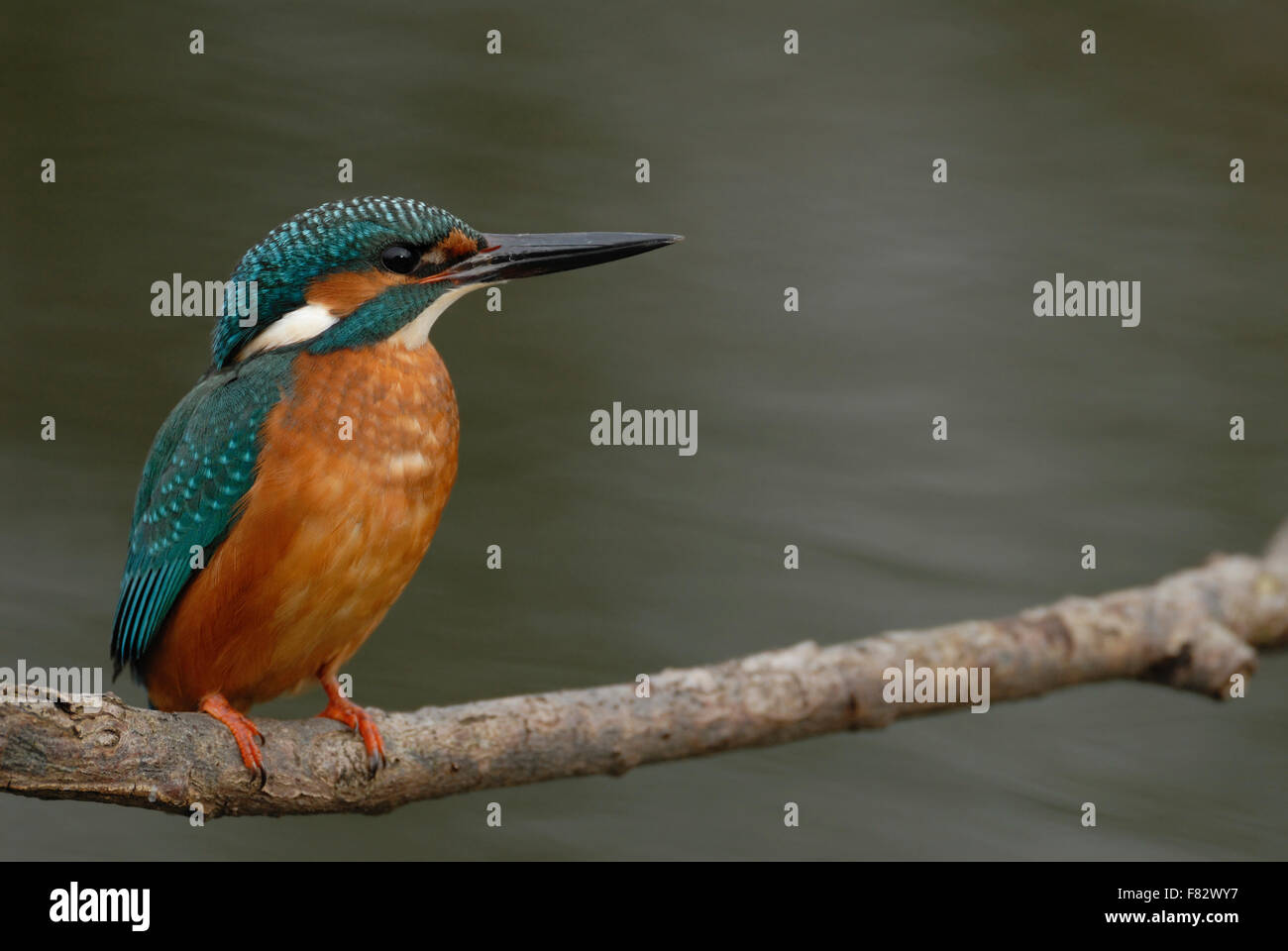 Männlicher gemeiner Eisvogel / Eisvogel ( Alcedo atthis ) sitzt in typischer Position auf einem Ast über fließendem Wasser, Wildtiere, Europa. Stockfoto