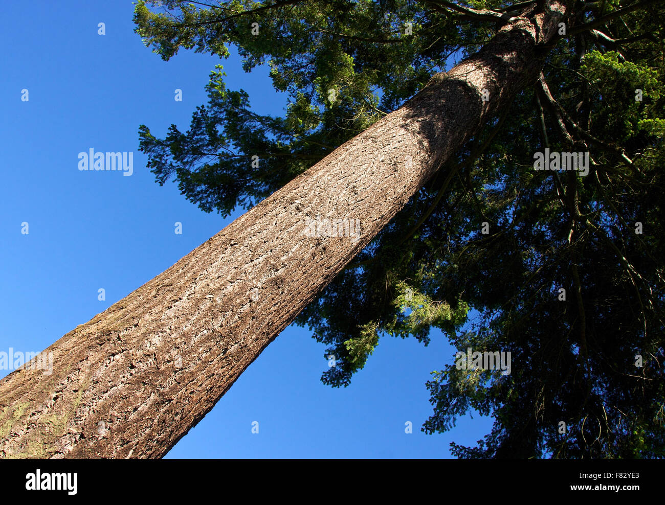 Großbaum mit blauem Himmel Stockfoto