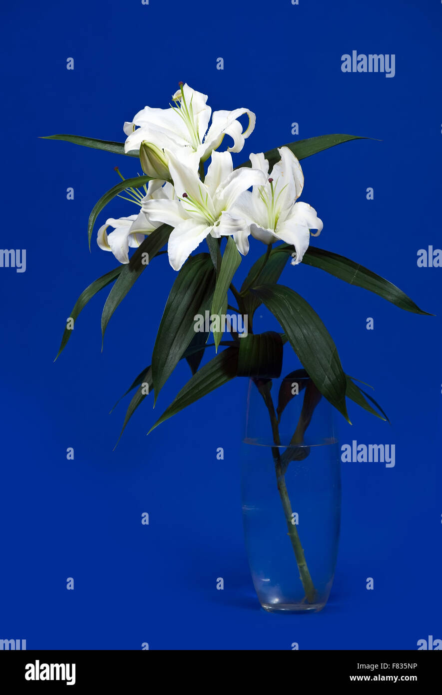 Bouquet von weißen Lilie in Vase auf blauem Hintergrund Stockfoto