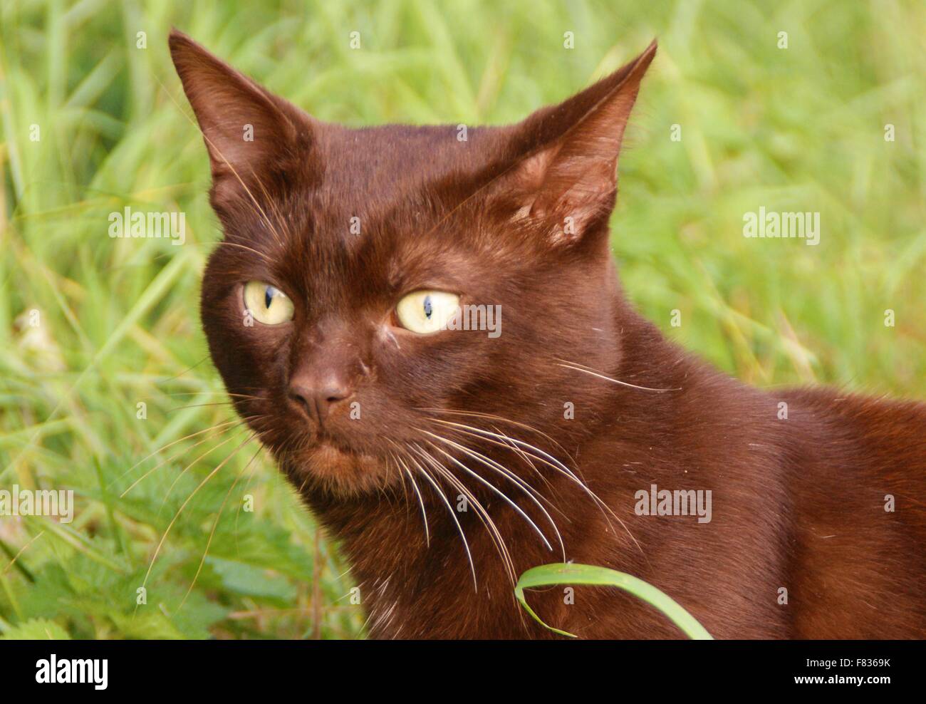 Dunkelbraune Katze Stockfoto