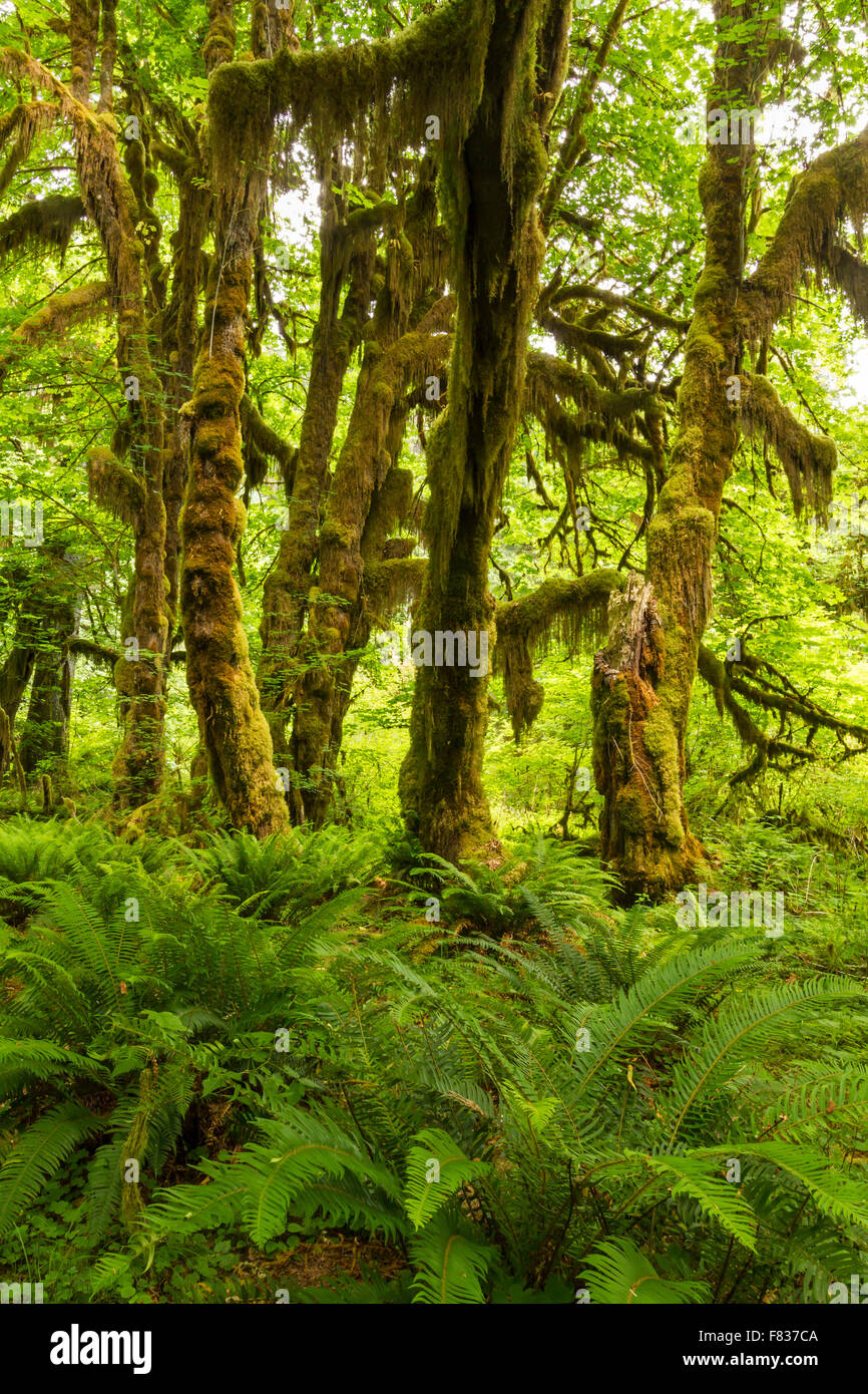 Grosses Blatt Ahorn drapiert in Moos in Hoh Rainforest in Olympic Nationalpark, Washington. Stockfoto