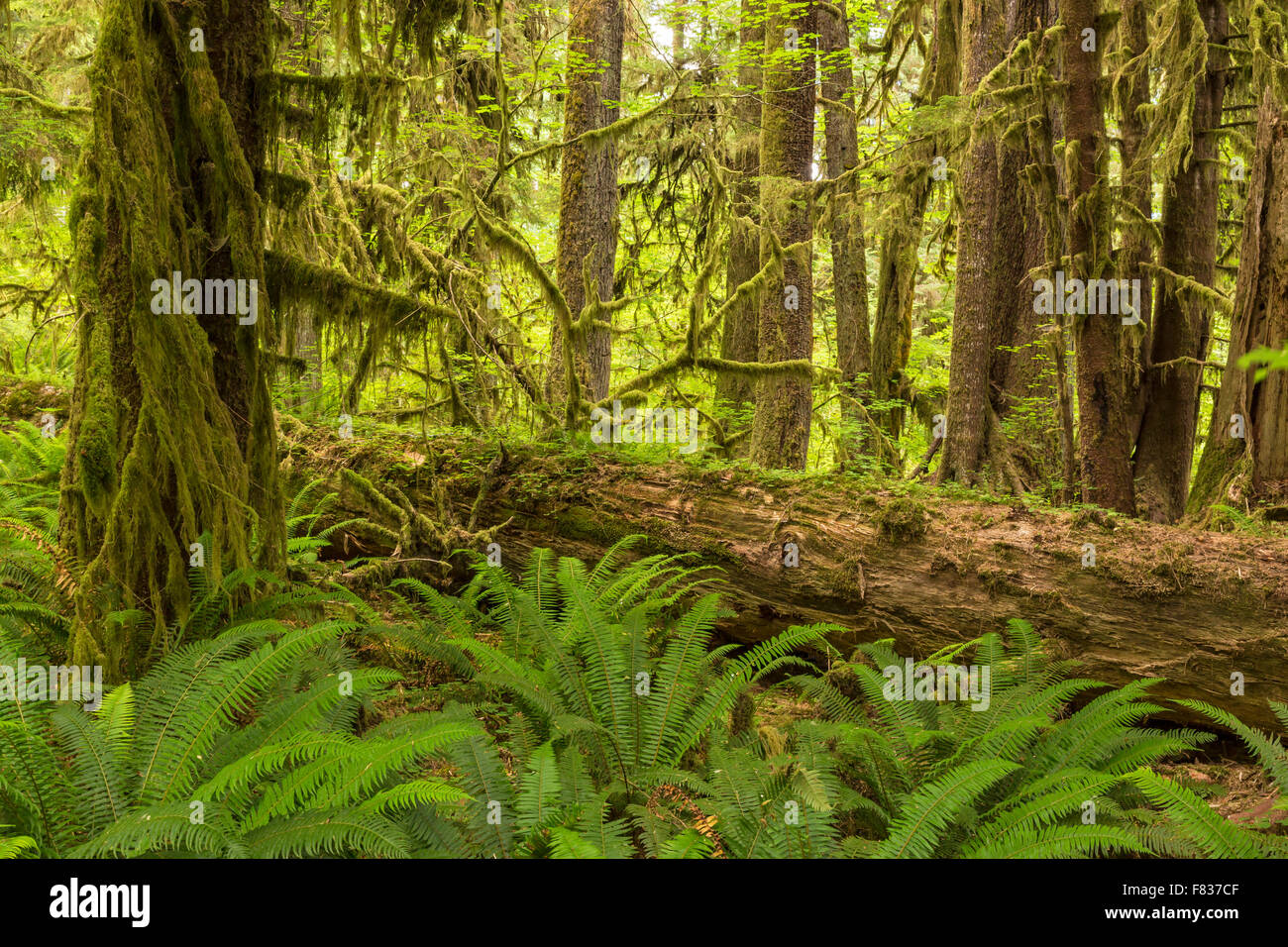 Üppige Farne umgeben eine riesige Log in Hoh Rainforest in Olympic Nationalpark, Washington. Stockfoto