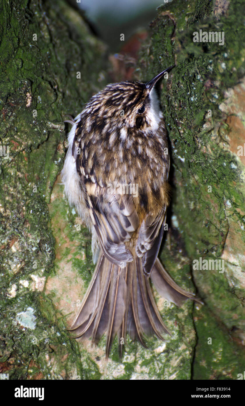 Waldbaumläufer, Certhia Familiaris, Baum, Hochland, Schottland Stockfoto