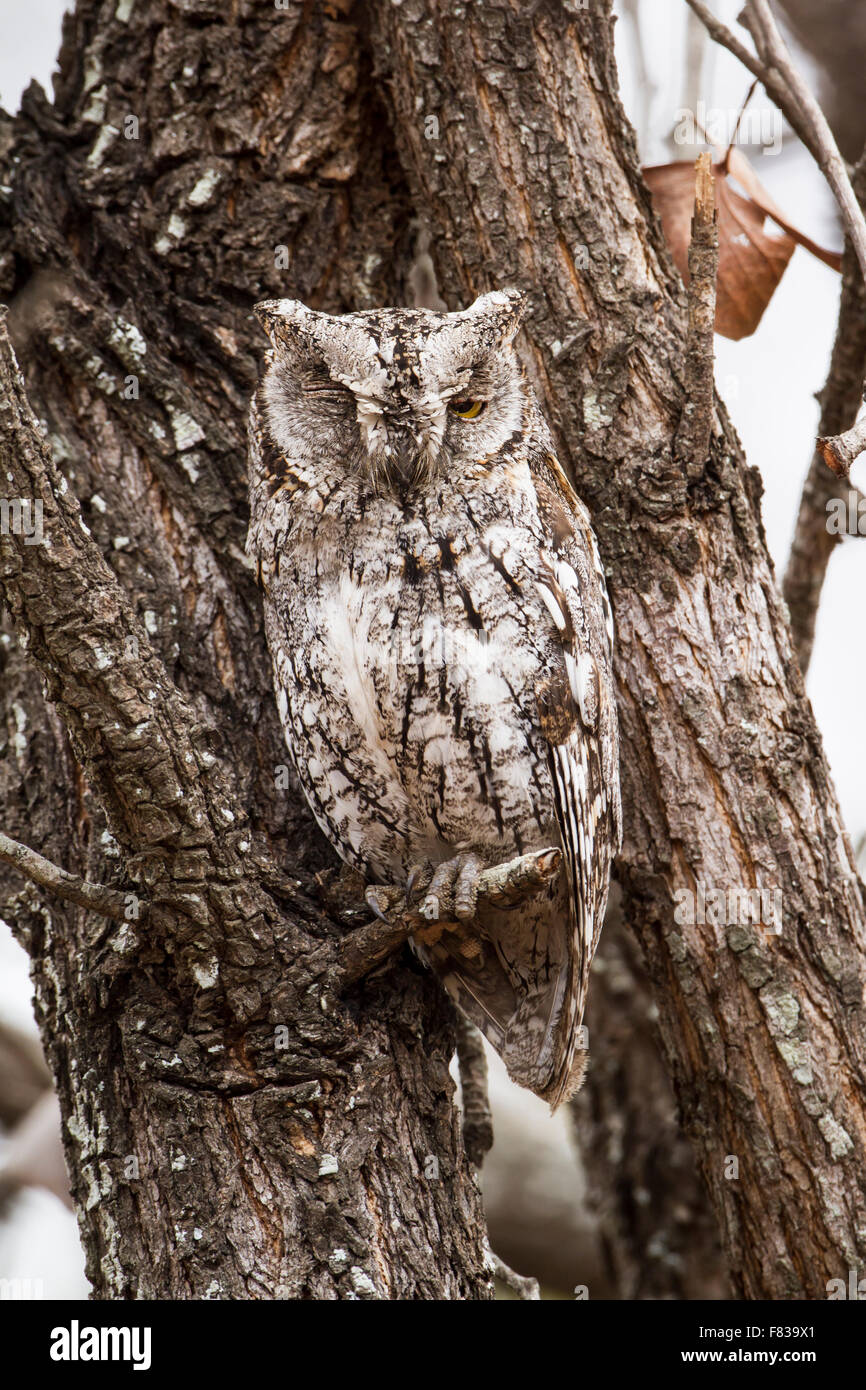 Zwergohreule Eule Specie Otus Senegalensis Familie von leptogrammica Stockfoto