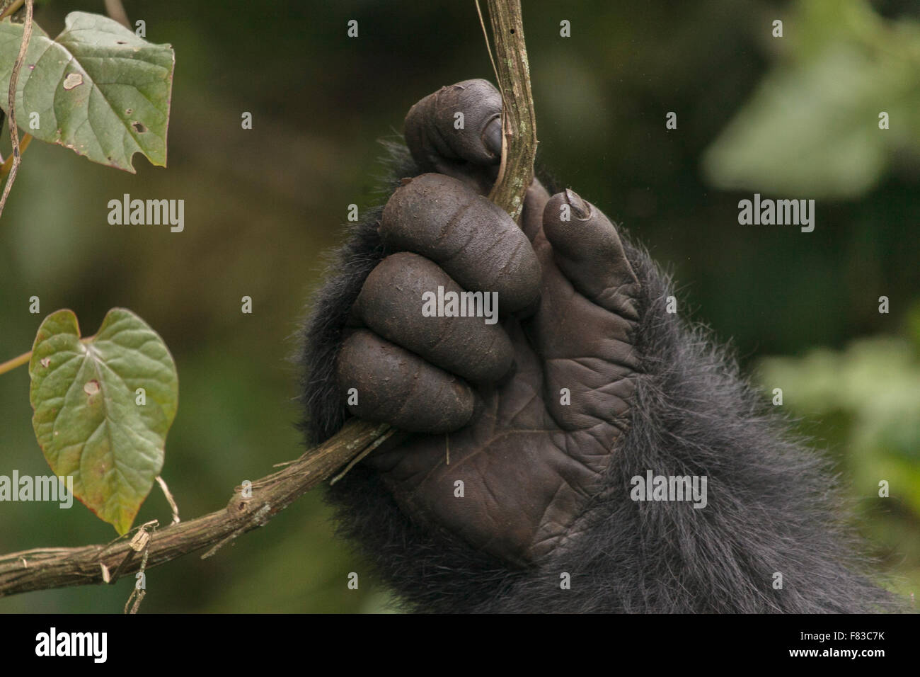 Berggorillas, Ruanda Stockfoto