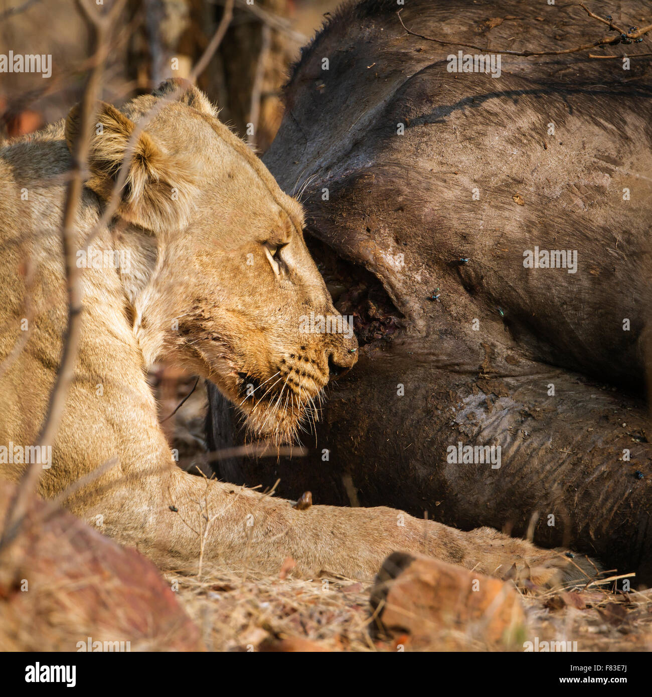 Löwin mit Beute-Spezies Panthera Leo Familie felidae Stockfoto