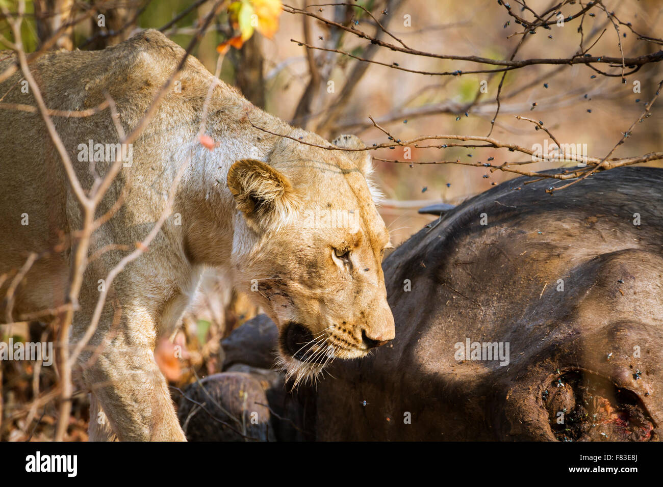 Löwin mit Beute-Spezies Panthera Leo Familie felidae Stockfoto
