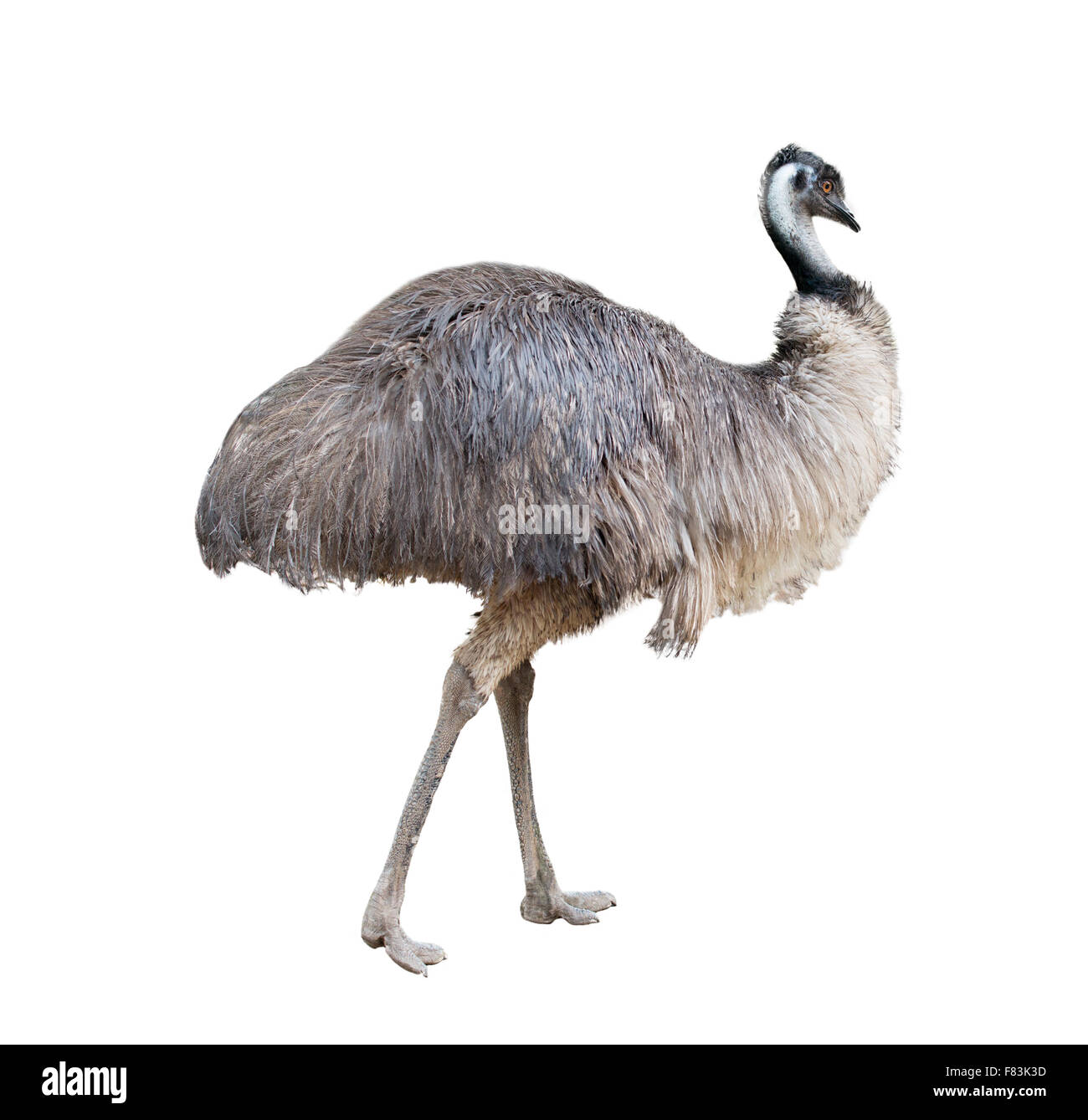 Eine australische Emu auf weißem Hintergrund Stockfoto