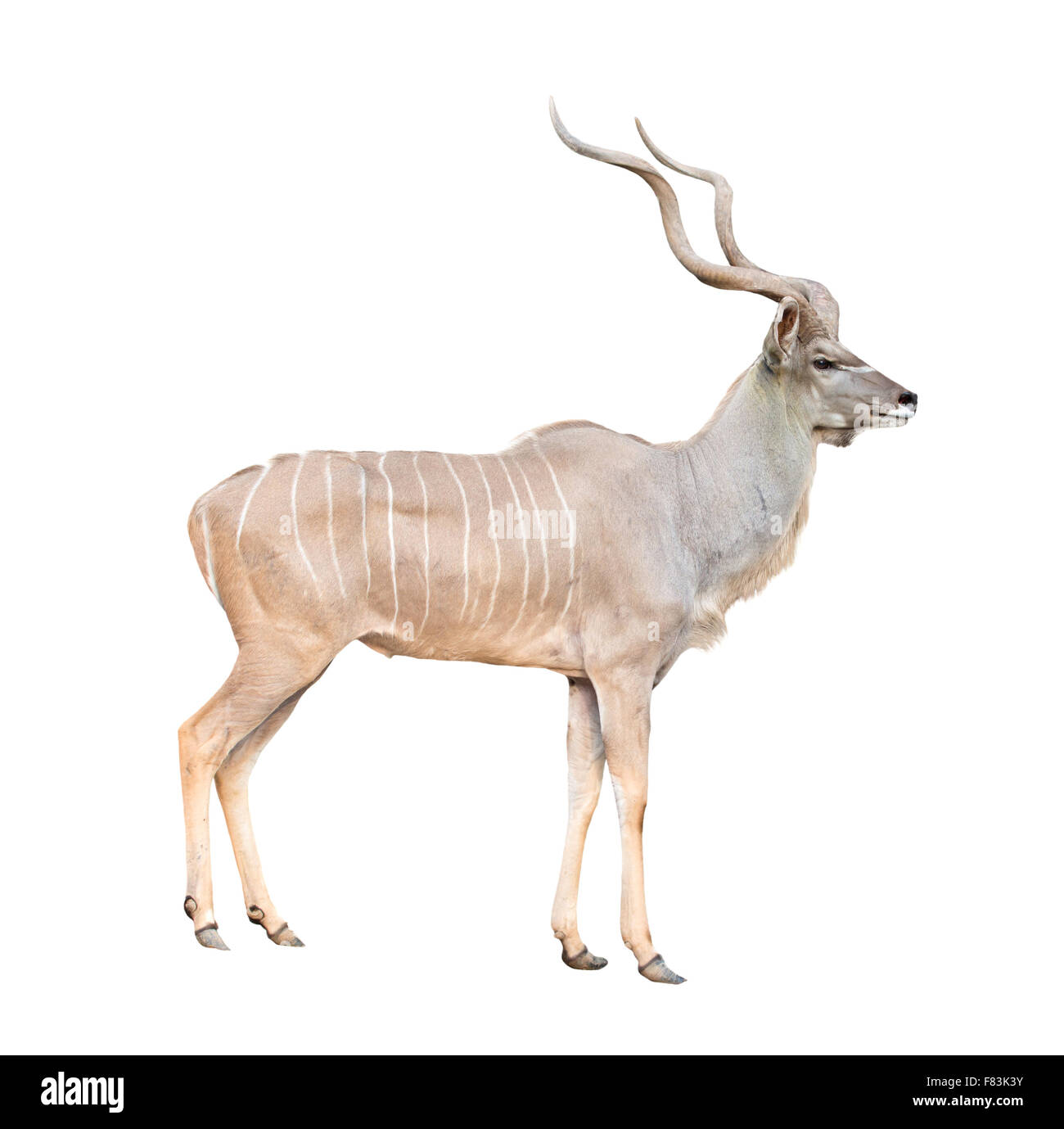männliche große Kudu isoliert auf weißem Hintergrund Stockfoto