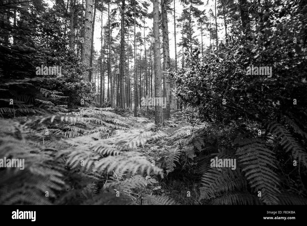 Ein schwarz-weiß Bild Donard Wald. Stockfoto