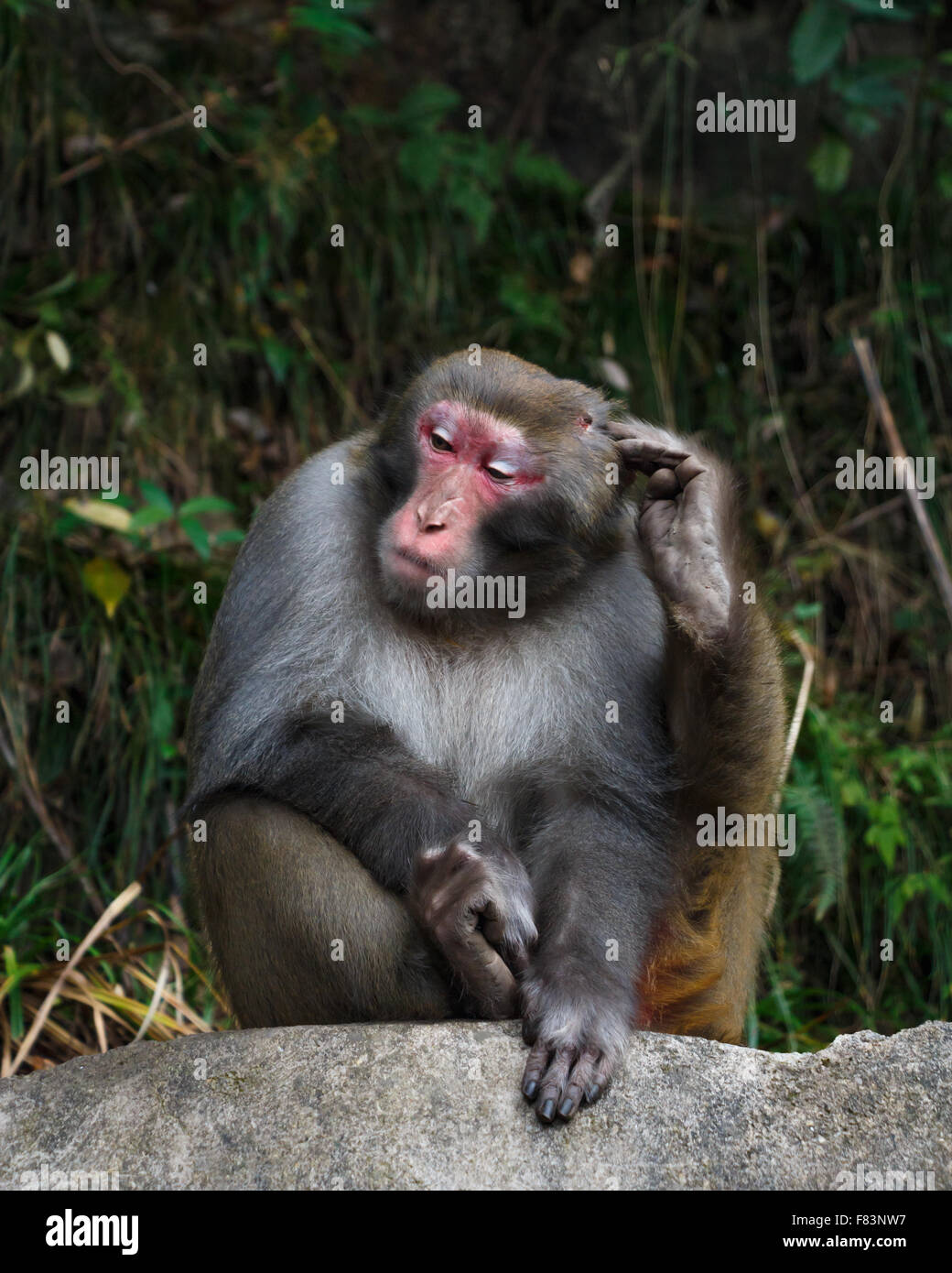 Affe auf Felsen sitzen und seinen Kopf kratzen am Nationalpark Zhangjiajie, China Stockfoto