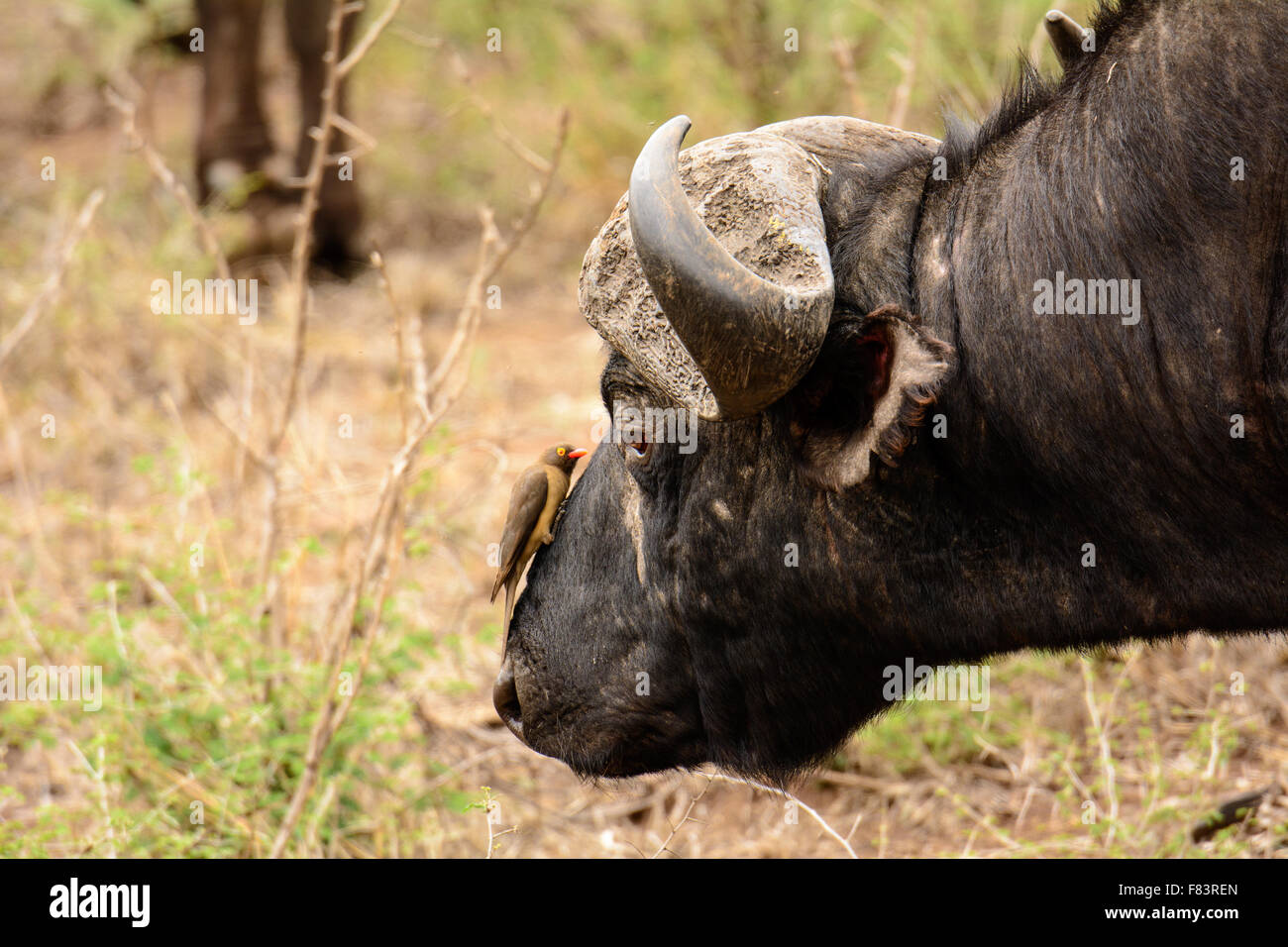 Schuss in den Kopf von einem Büffel und eine Oxpecker sehen Auge in Auge Stockfoto