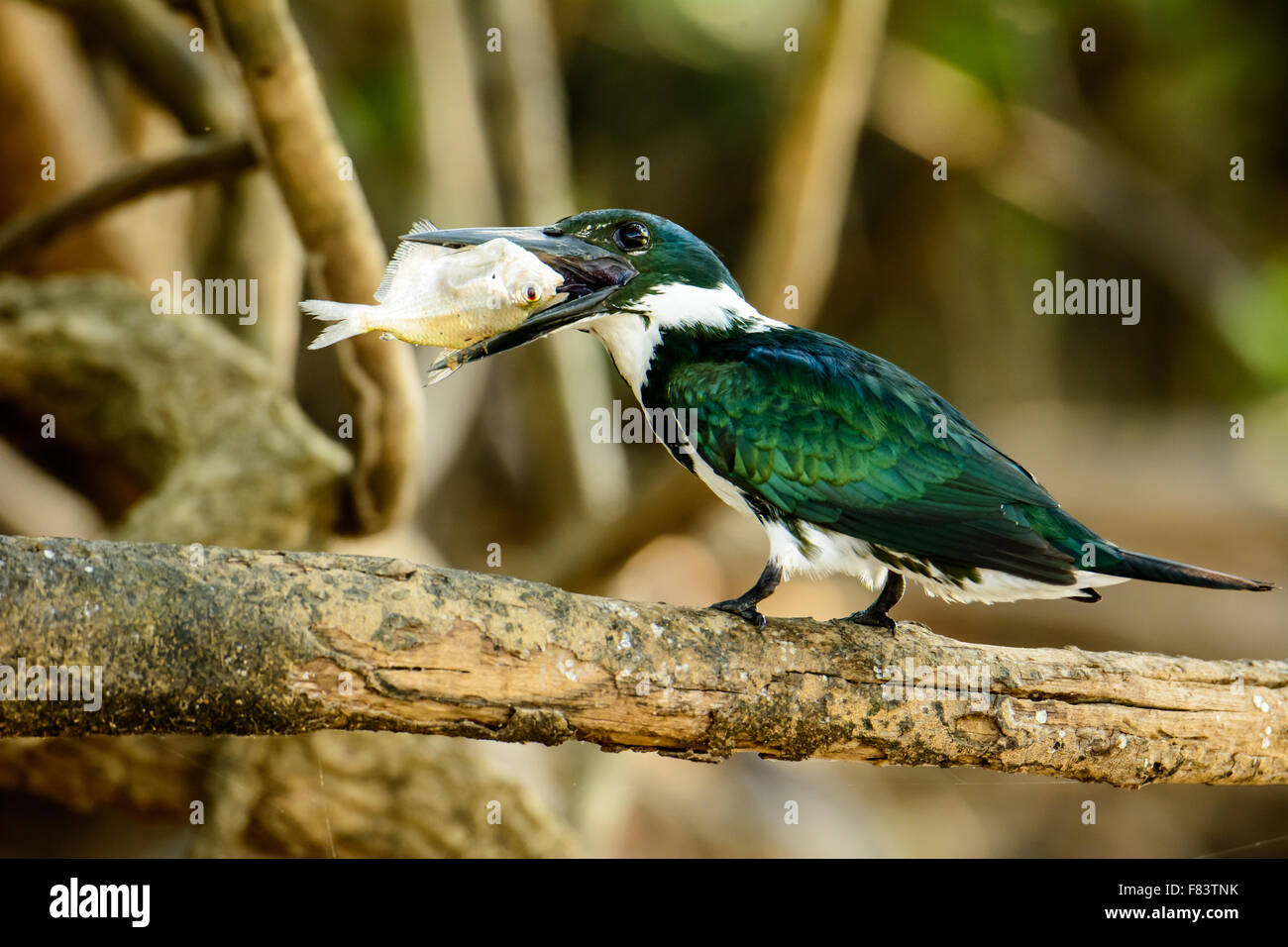 Grün-Eisvogel, die versuchen, ihren Fang zu essen Stockfoto