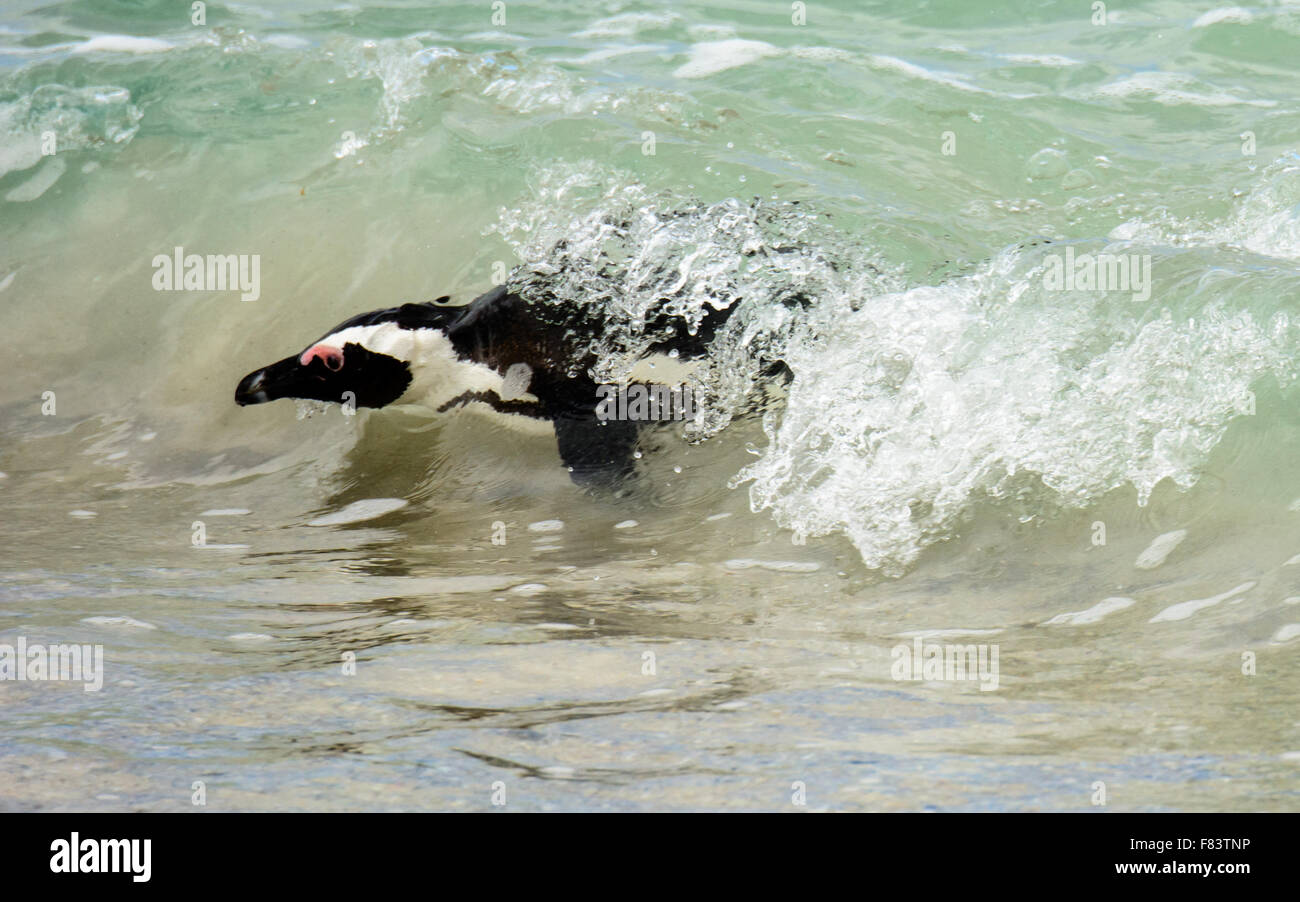 Afrikanische Pinguin schwimmen in Richtung der Uferlinie Stockfoto
