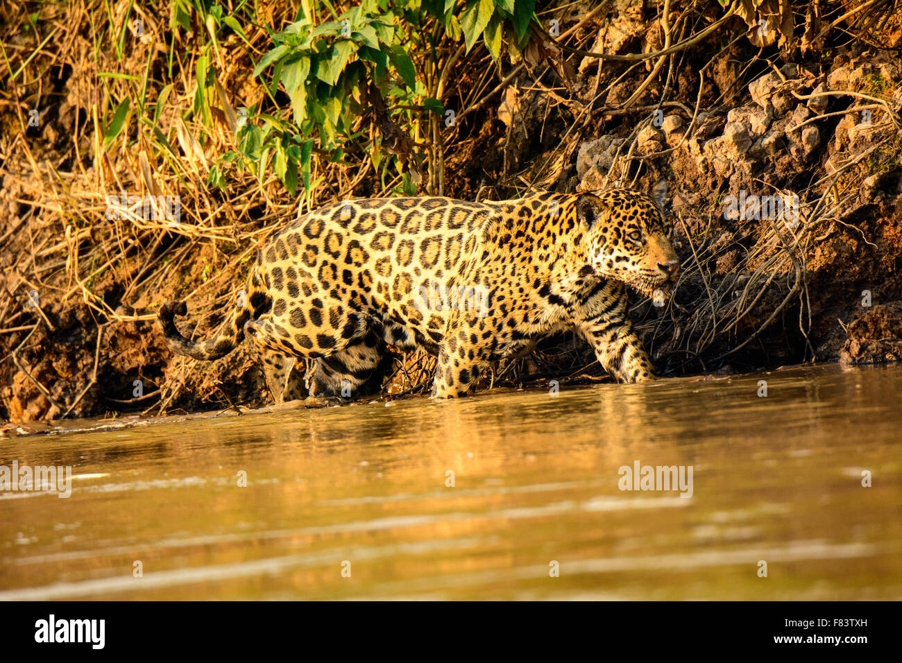 Jaguar im Fluss Cuiaba Stockfoto
