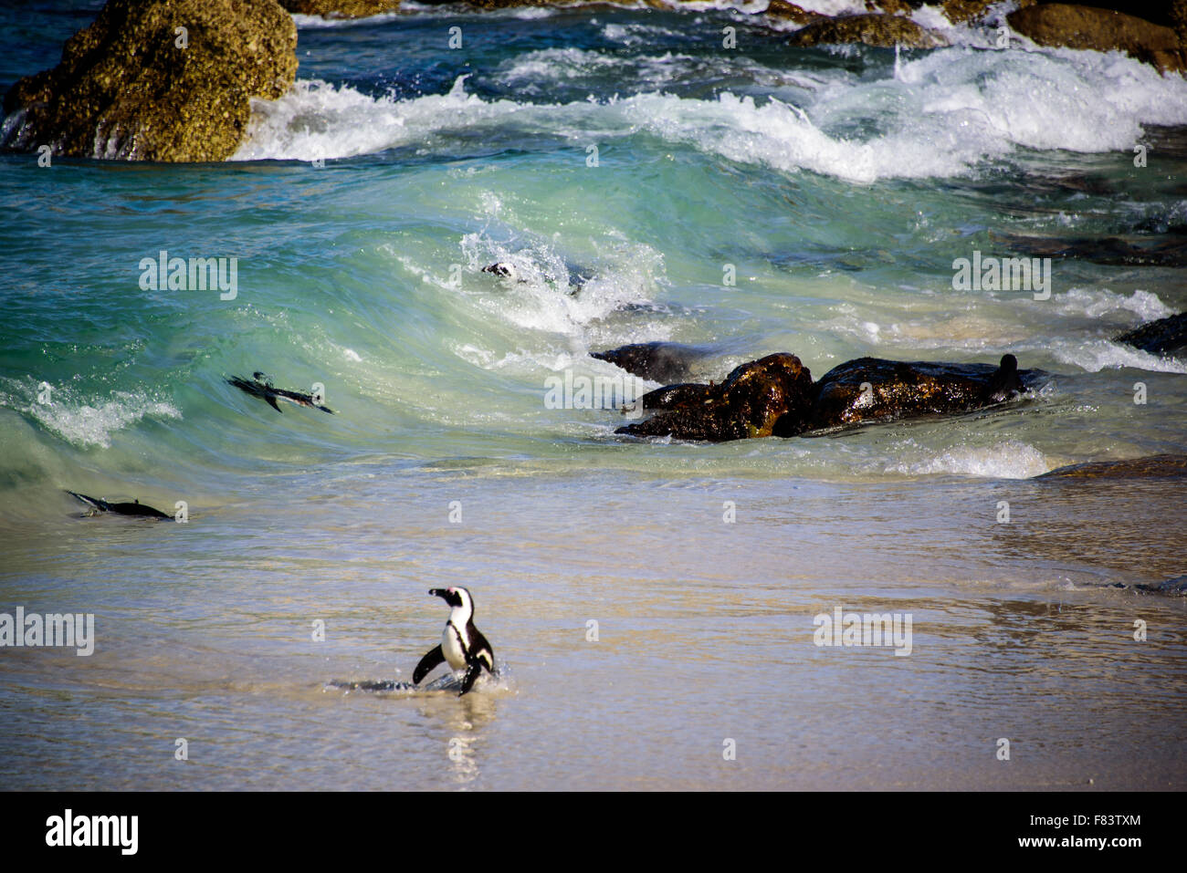 Einen malerischen Blick auf afrikanische Pinguine am Boulders Beach Stockfoto
