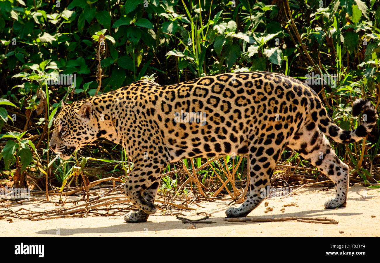 Jaguar auf der Pirsch Stockfoto