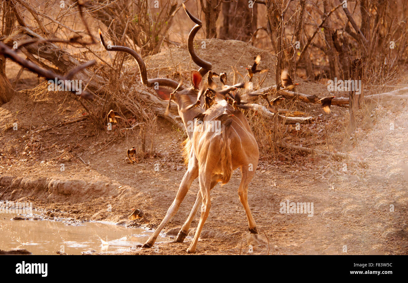 Männliche Kudu, die damit verbundenen Oxpeckers abschütteln Stockfoto