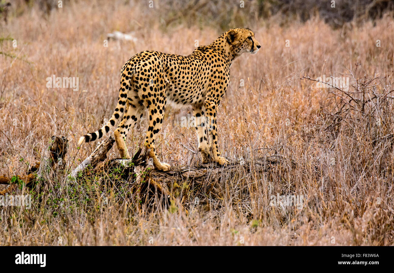 Ein Gepard Vermessung der Weg in die Zukunft Stockfoto