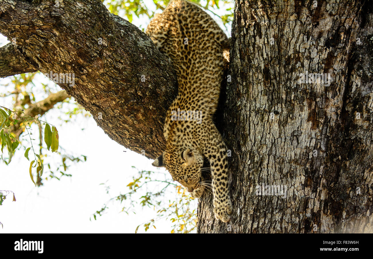 Leopard Cub Abstieg von einem Baum Stockfoto