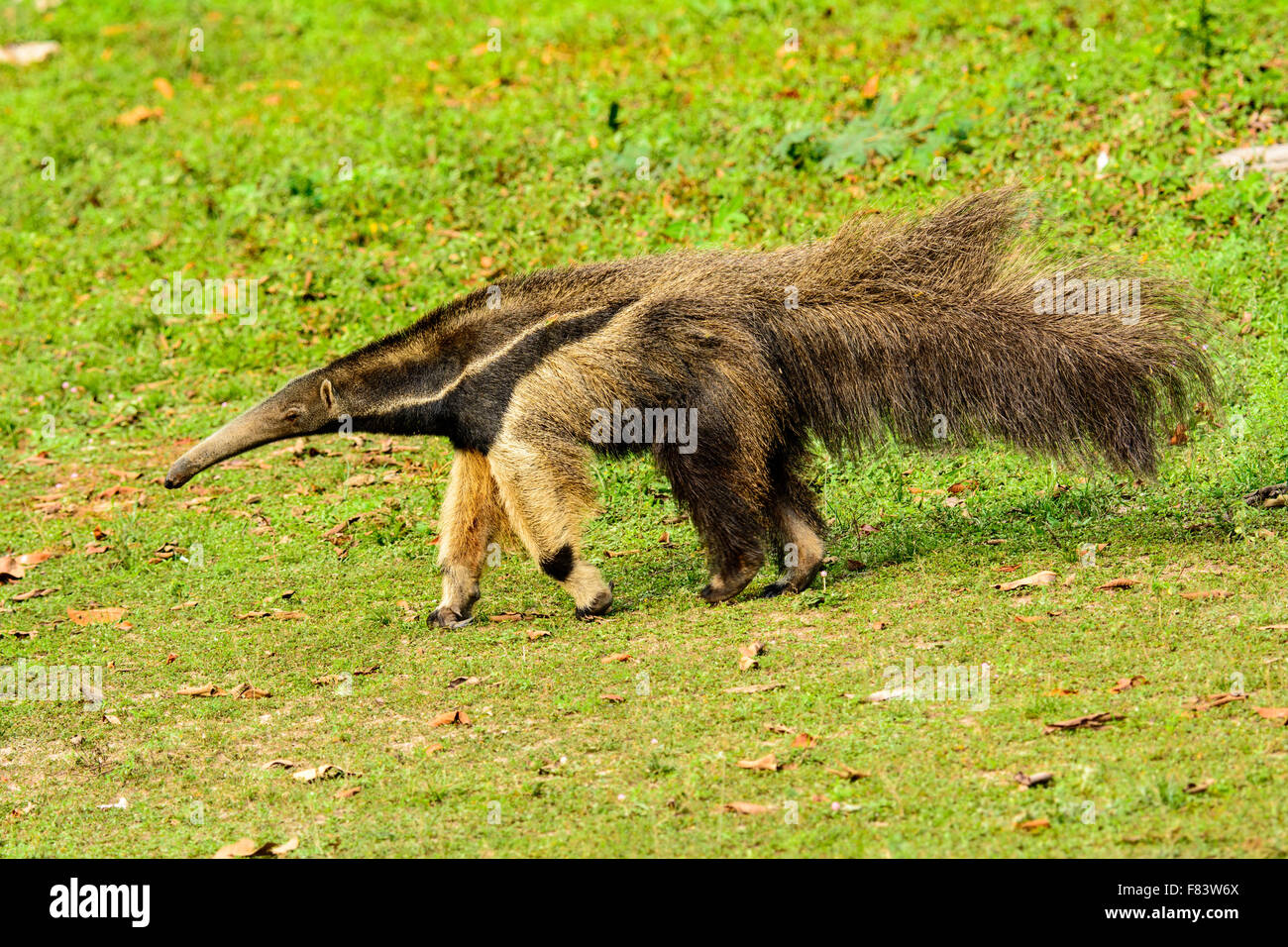 Großer Ameisenbär unterwegs Stockfoto