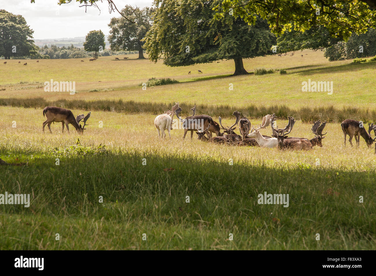 Herrliche Sicht auf die Rentiere grasen auf dem Gelände des Raby Castle, Staindrop, County Durham, England Stockfoto