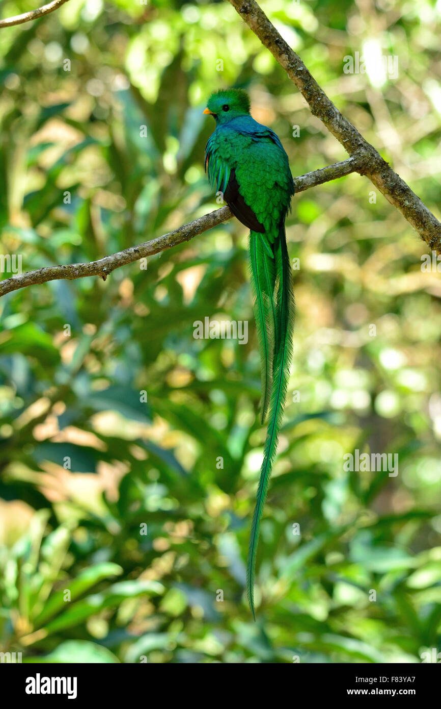 Resplended Quetzal in Costa Rica Nebelwald Stockfoto